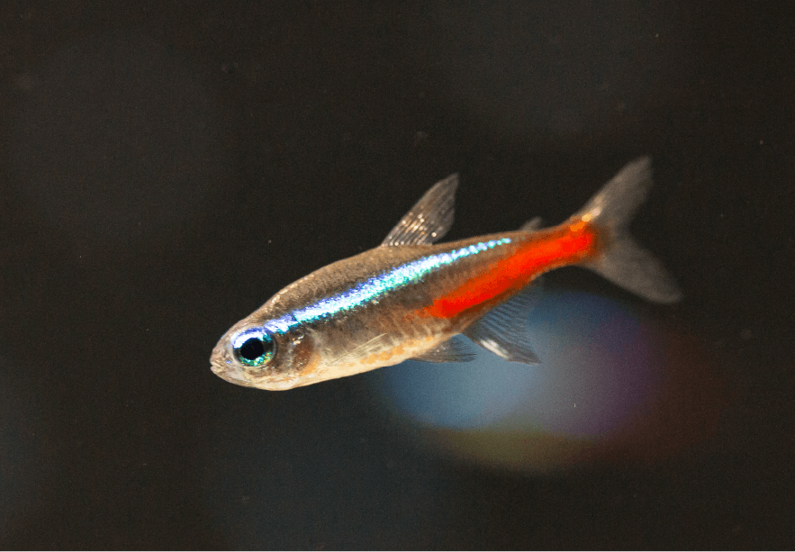 peixe4