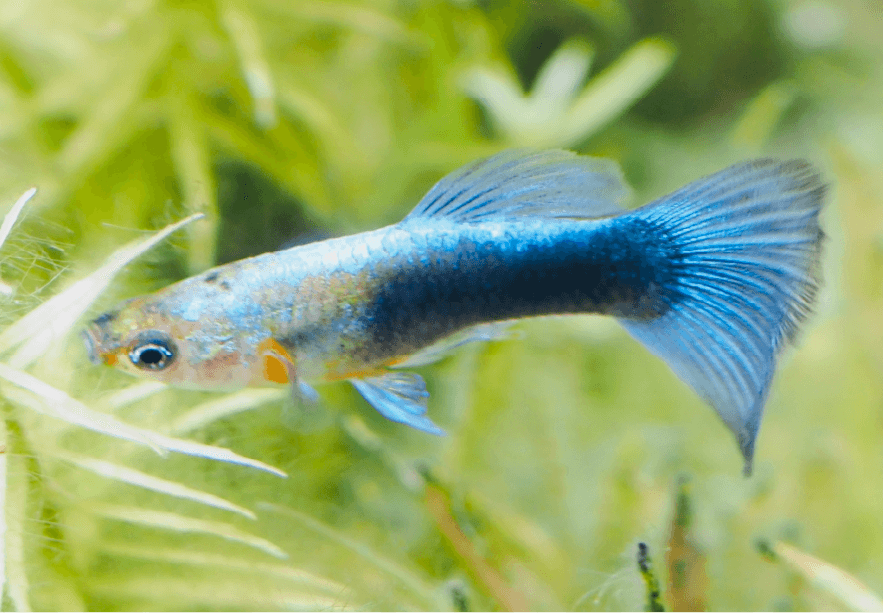 peixe6